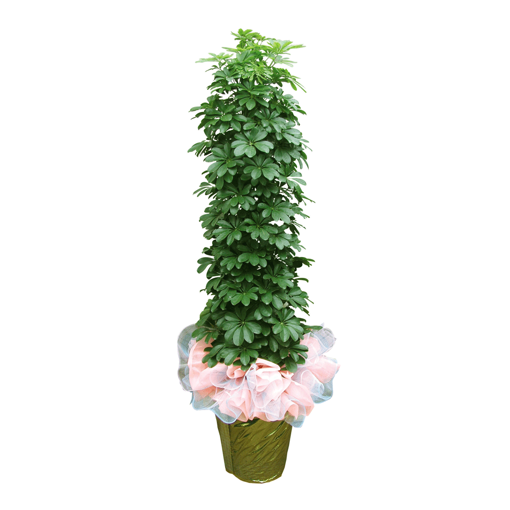 홍콩야자