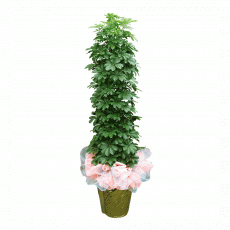 홍콩야자