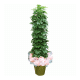 홍콩야자