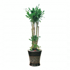 황금죽