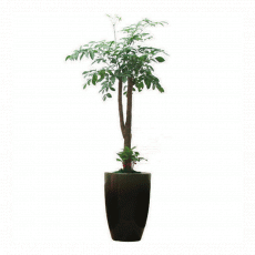 행복수